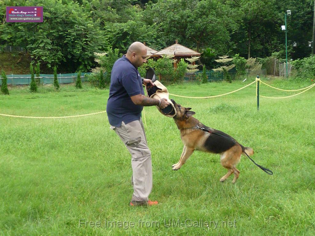 20130818jw_dog_training_P1140259.JPG