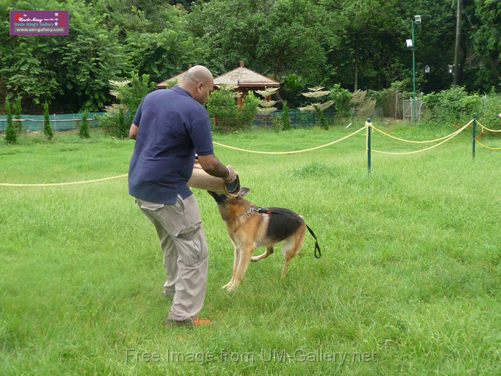 20130818jw_dog_training_P1140260.JPG