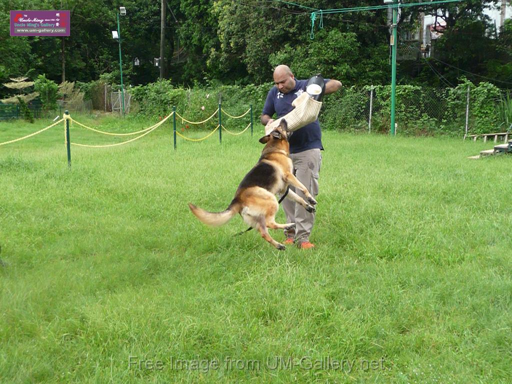 20130818jw_dog_training_P1140266.JPG