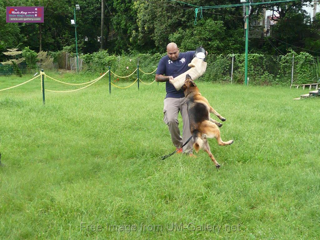 20130818jw_dog_training_P1140267.JPG