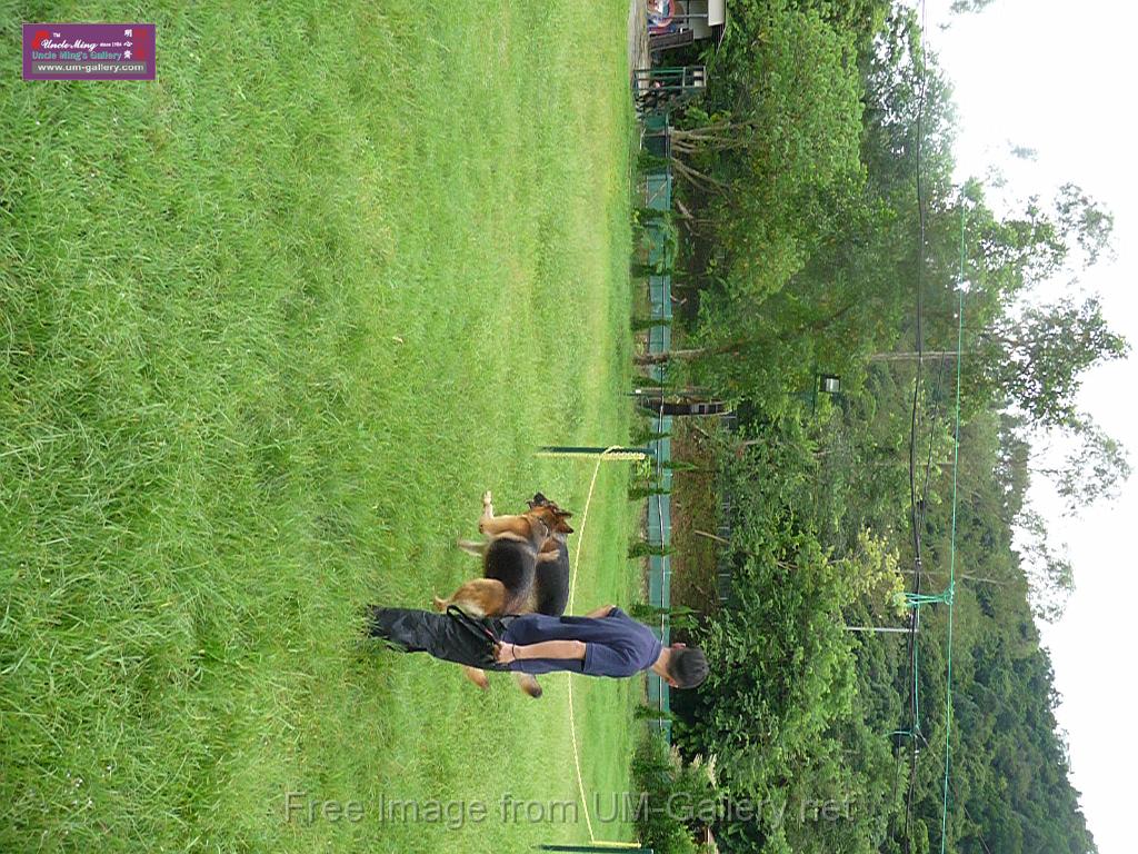 20130818jw_dog_training_P1140279.JPG