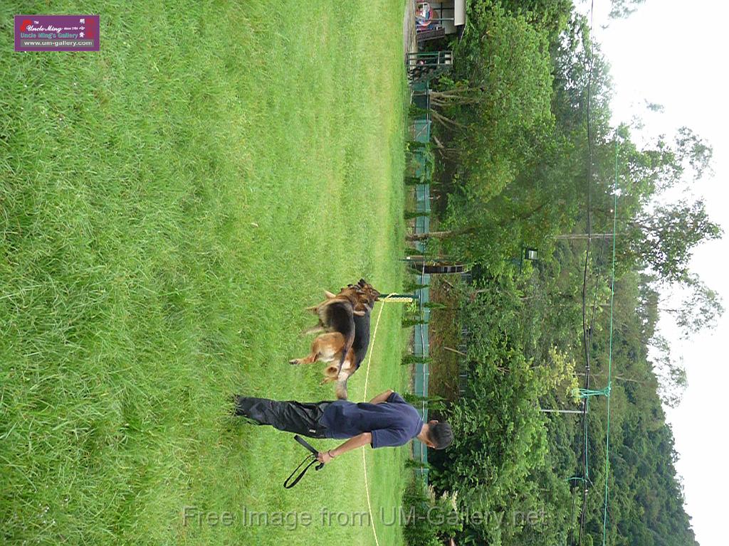 20130818jw_dog_training_P1140280.JPG