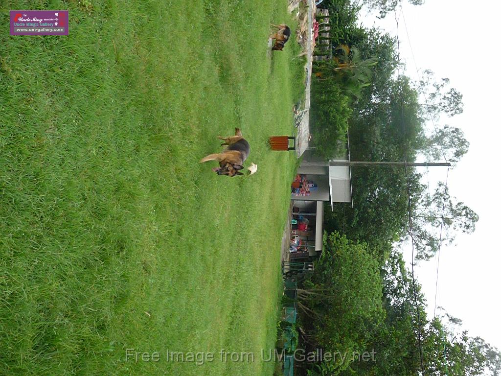 20130818jw_dog_training_P1140285.JPG