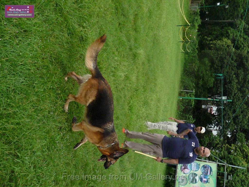 20130818jw_dog_training_P1140297.JPG