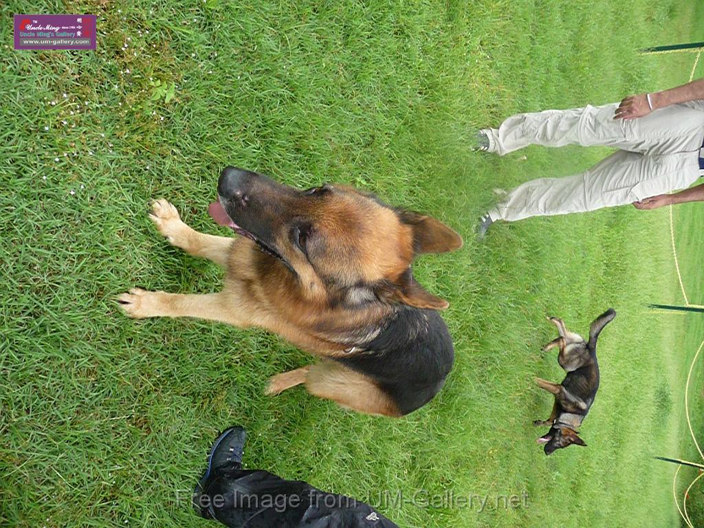 20130818jw_dog_training_P1140308.JPG