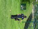 20130818jw_dog_training_P1140080