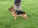 20130818jw_dog_training_P1140094