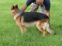 20130818jw_dog_training_P1140095