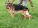 20130818jw_dog_training_P1140096