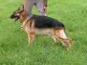 20130818jw_dog_training_P1140098