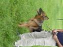 20130818jw_dog_training_P1140103