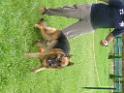 20130818jw_dog_training_P1140111