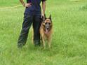 20130818jw_dog_training_P1140119