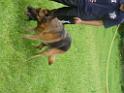 20130818jw_dog_training_P1140125