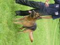 20130818jw_dog_training_P1140126