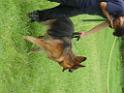 20130818jw_dog_training_P1140127