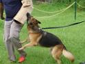 20130818jw_dog_training_P1140136