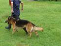 20130818jw_dog_training_P1140157