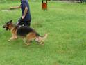 20130818jw_dog_training_P1140159