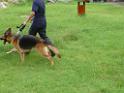 20130818jw_dog_training_P1140160