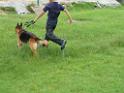 20130818jw_dog_training_P1140163