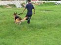 20130818jw_dog_training_P1140164