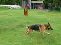 20130818jw_dog_training_P1140166