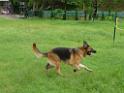 20130818jw_dog_training_P1140168