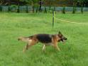 20130818jw_dog_training_P1140169