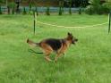 20130818jw_dog_training_P1140170