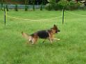 20130818jw_dog_training_P1140171