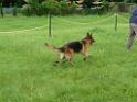 20130818jw_dog_training_P1140173