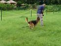 20130818jw_dog_training_P1140175