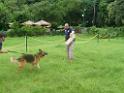 20130818jw_dog_training_P1140205