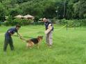 20130818jw_dog_training_P1140219