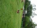 20130818jw_dog_training_P1140286