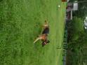 20130818jw_dog_training_P1140290