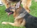 20130818jw_dog_training_P1140392