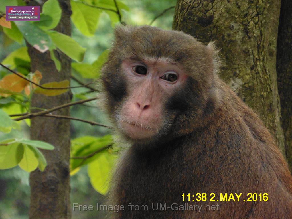 20160502monkey-mountain-P1020491.JPG