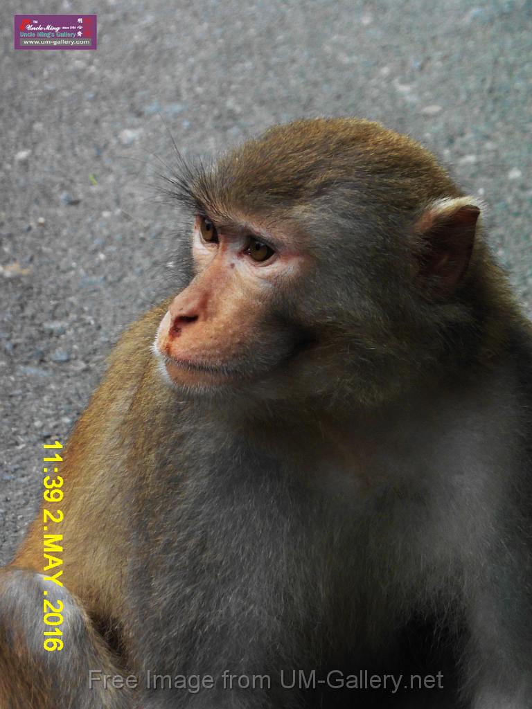 20160502monkey-mountain-P1020496r.jpg