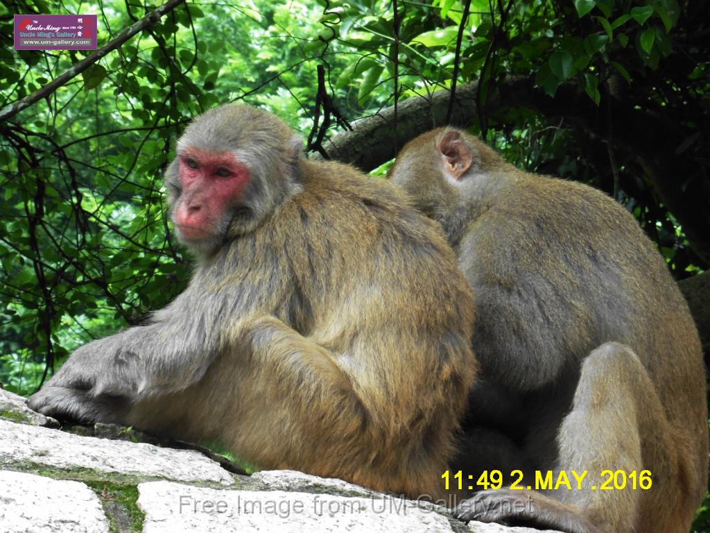 20160502monkey-mountain-P1020505r.jpg