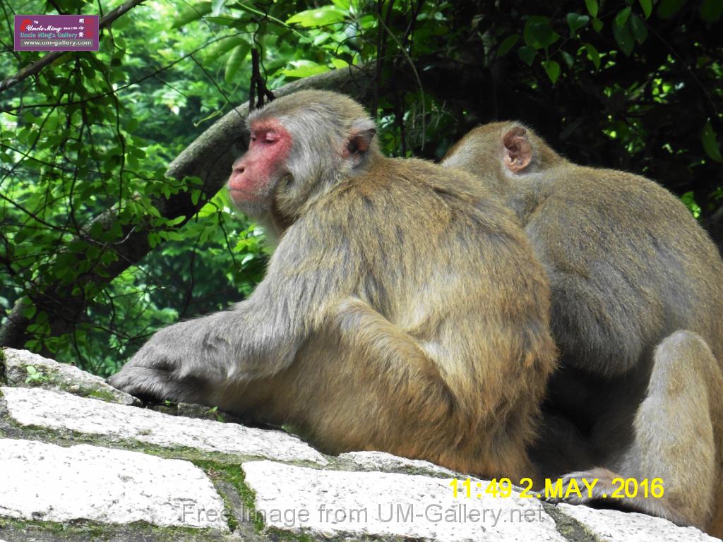 20160502monkey-mountain-P1020506r.jpg