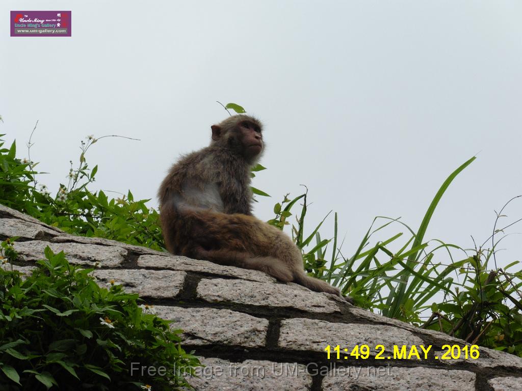 20160502monkey-mountain-P1020507.JPG