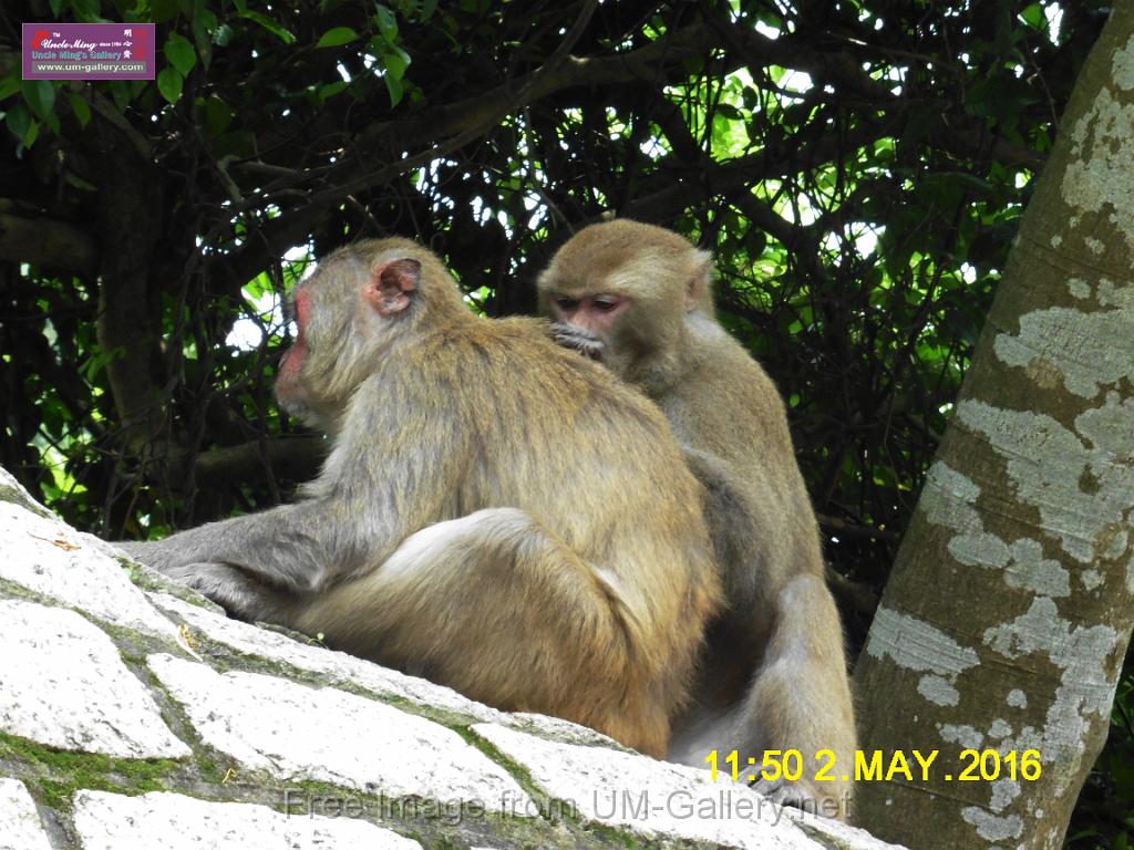 20160502monkey-mountain-P1020508r.jpg