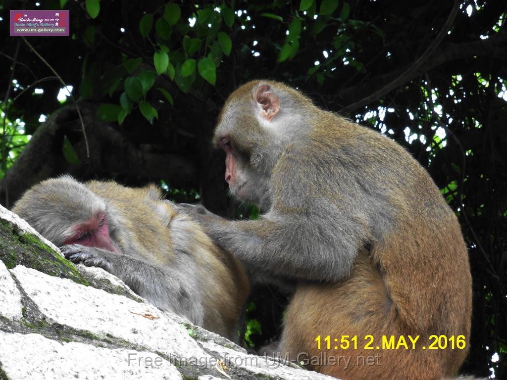 20160502monkey-mountain-P1020510r.jpg