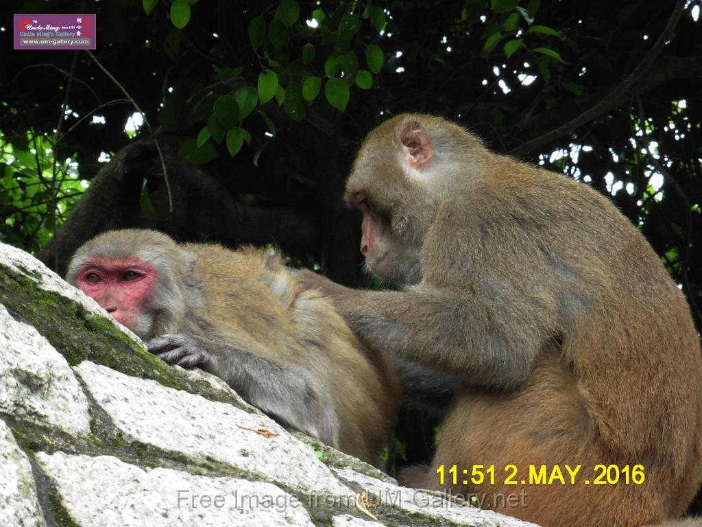 20160502monkey-mountain-P1020511r.jpg