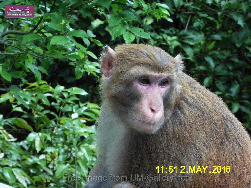 20160502monkey-mountain-P1020513r.jpg