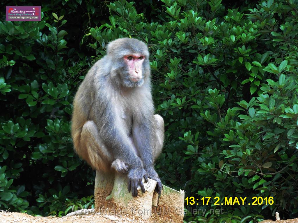 20160502monkey-mountain-P1020537r.jpg