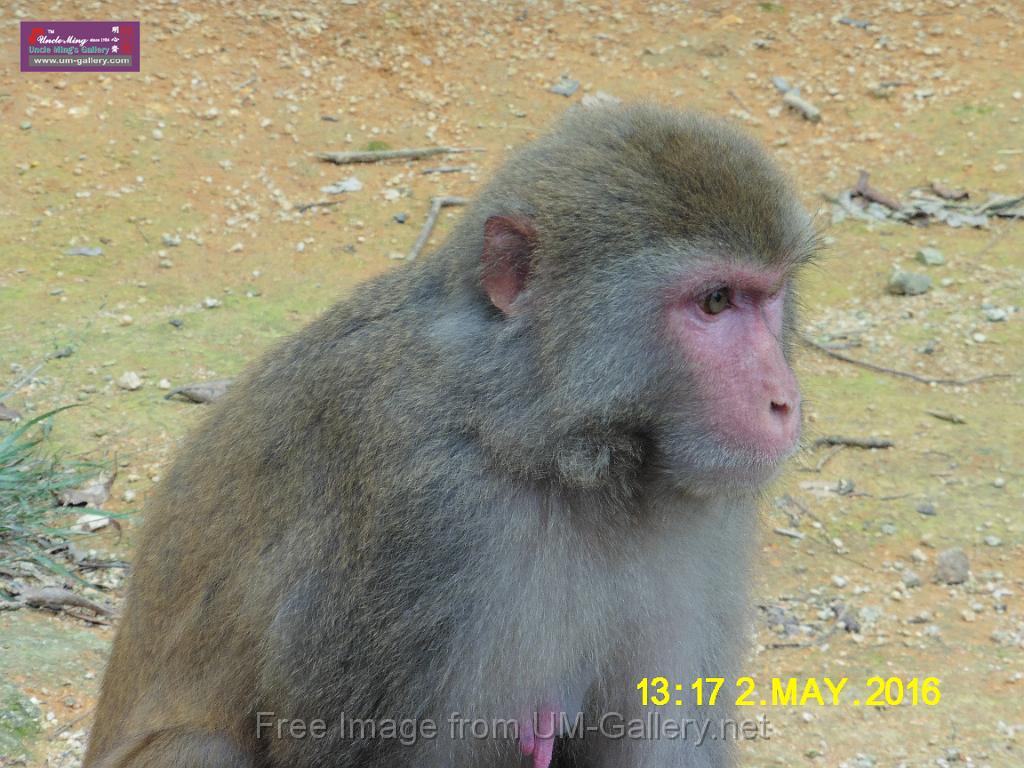 20160502monkey-mountain-P1020539.JPG