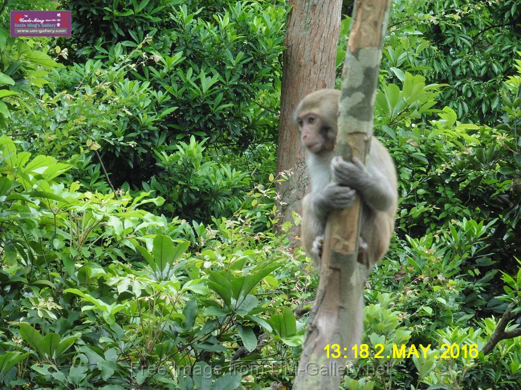 20160502monkey-mountain-P1020542.JPG